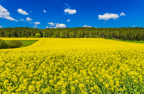 Raps Acker Gelb Frühling Landwirtschaft
