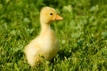 Little goose