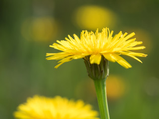初夏の原に咲くブタナ