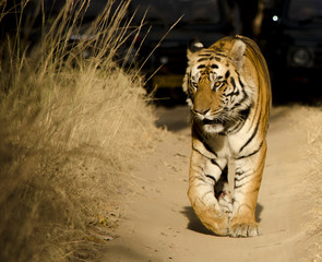Fototapeta premium A Male Bengal Tiger marking his territory.Image taken during a tiger safari at Bandhavgarh national park in the state of Madhya Pradesh in India.Scientific name- Panthera Tigris Image Date: 10/01/2016