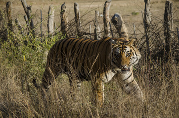 A Male Bengal Tiger marking his territory.Image taken during a tiger safari at Bandhavgarh national park in the state of Madhya Pradesh in India.Scientific name- Panthera Tigris Image Date: 10/01/2016