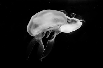 jellyfish