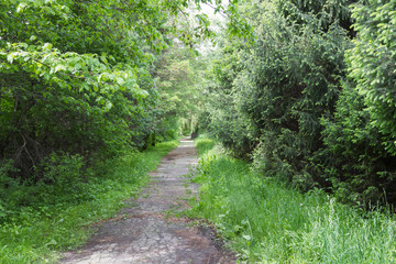 overgrown alley in the park
