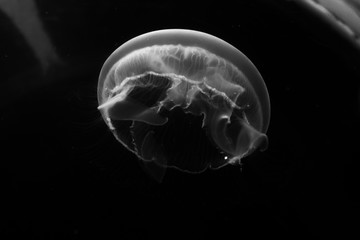 jellyfish