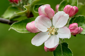 Fototapeta na wymiar macro flowering apple tree