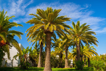Fototapeta na wymiar Date palms with a blue clear sky in Hammamet Tunisia