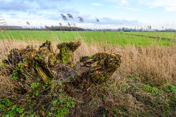 Rotten tree stump covered with wild plants