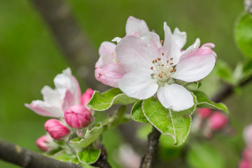 Obraz na płótnie Canvas macro flowering apple tree