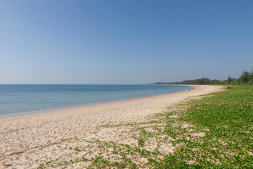Ipomoea pes-caprae on white sand beach.