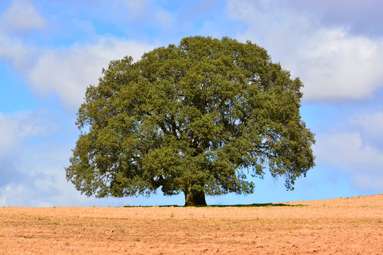 encina solitaria