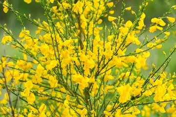 Blooming broom in close up