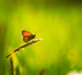 Beautiful butterfly sitting on grass