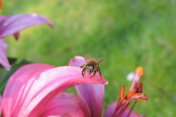 A bee on a lilly © E-lona