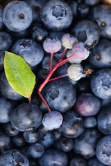 fresh blueberries
