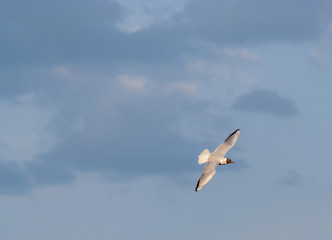 Seagulls in flight on blue sky
