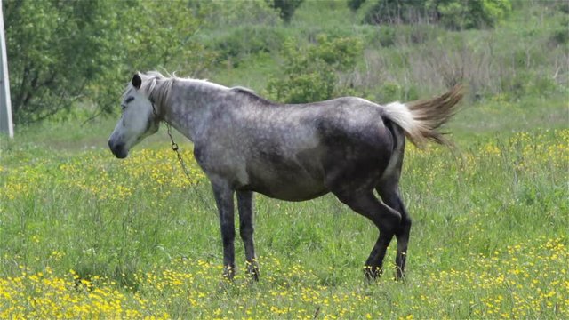 gray stallion horse/gray thoroughbred horse in the meadow grass and flowers in the summer