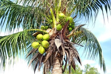 Fototapeta premium Coconut tree