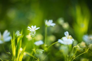 Beautiful wild white chickweed flowers