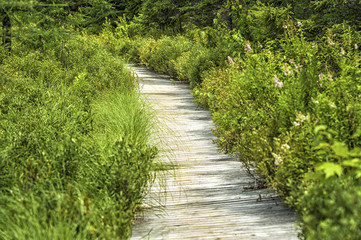 Obraz premium Wetland Conservation