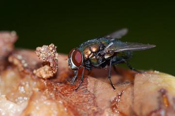 Detail of the fly