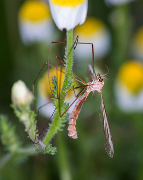 Liponeura cinerascens.