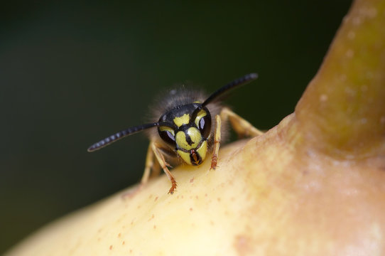 Wasp - Yellow Jacket