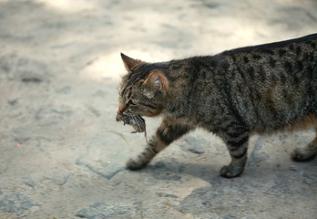 cat carrying a mouse