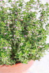 Fototapeta premium thyme in a pot