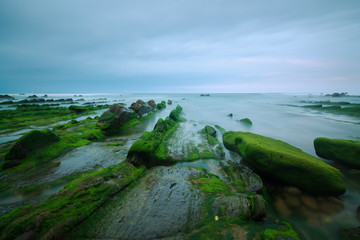 Fototapeta na wymiar Green seaweed on rocks in Barrika beach, Basque Country, Spain