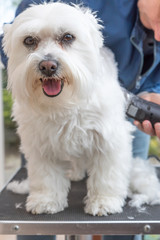 Grooming the back of white Maltese dog by electric razor. The dog is standing on the grooming table and looking at the camera. Vertically. 