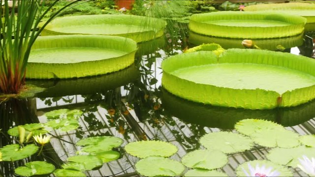 Panning view of the waterlily pond in Kew gardens, West London