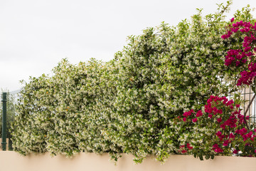 Flowering jasmine flower climber, creeper covers a fence.