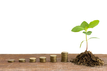 green plant on the gold coins