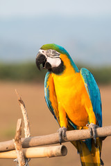 parrot macaw