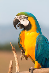 parrot macaw