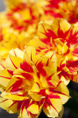 Large Tulip in the Sun