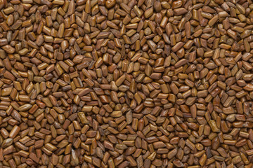 Organic Chinese senna or American sicklepod (Senna obtusifolia) seeds. Macro close up background texture. Top view.