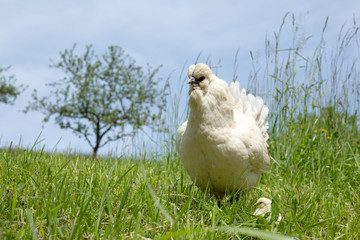 white chicken with baby