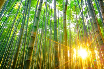 Foto auf Acrylglas Bambuswald mit sonnigem Morgen © jannoon028