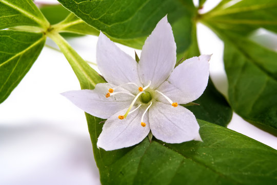 Flower is Trientalis europaea