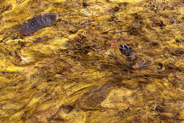 Seaweed thrown up by the surf on the beach