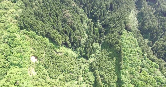 天狗の森
