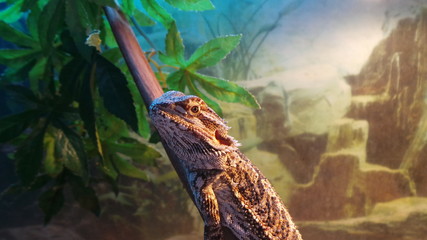 Agama brodata © agacelej