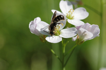 Handstand für das Nektar-Frühstück