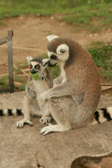 Mother and baby lemurs with soft and selective focus