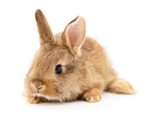 Brown rabbit on white.