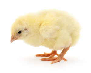 Small yellow chicken.