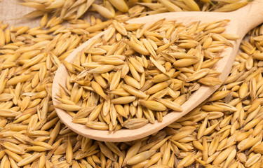 oat grain closeup