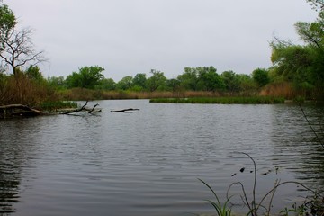 Pond in forest 