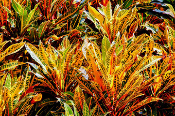 Tropical Crotons © V. J. Matthew